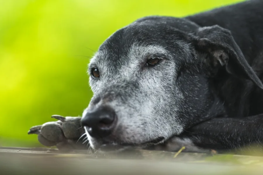 Mujer abrazando a su perro en un momento de contención